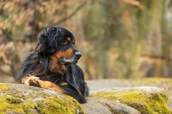 Αρσενικό Μαύρο Και Χρυσό Hovie Σκυλί Hovawart Στηρίζεται Στις Πέτρες — Φωτογραφία Αρχείου