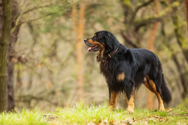 Αρσενικό Μαύρο Και Χρυσό Hovie Σκυλί Hovawart Είναι Στο Δάσος — Φωτογραφία Αρχείου