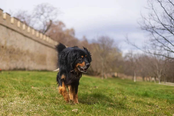 公園を駆け抜ける男の黒と金のホビット犬 — ストック写真