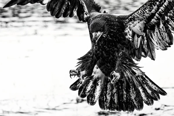 Bald Eagle Haliaeetus Leucocephalus Going Hunt Water — Stock Photo, Image