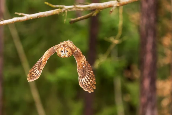 Tawny Owl Strix Aluco 从森林中飞出 — 图库照片
