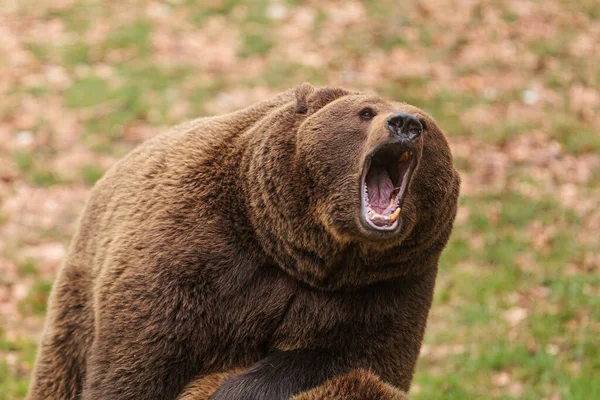 Brown Bear Ursus Arctos Screaming Distance — Stock Photo, Image