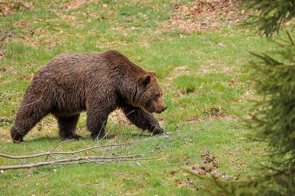 Urso Pardo Ursus Arctos Caminhando Pela Clareira — Fotografia de Stock