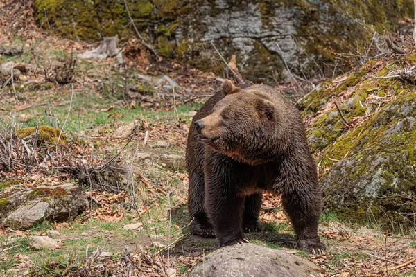 Barna Medve Ursus Arctos Sziklákban — Stock Fotó