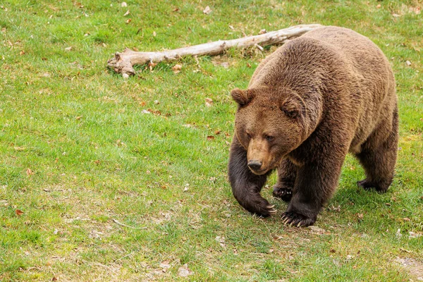 Brown Bear Ursus Arctos Goes Woods — Stock Photo, Image