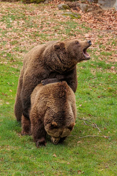 Braunbär Ursus Arctos Männchen Und Weibchen — Stockfoto