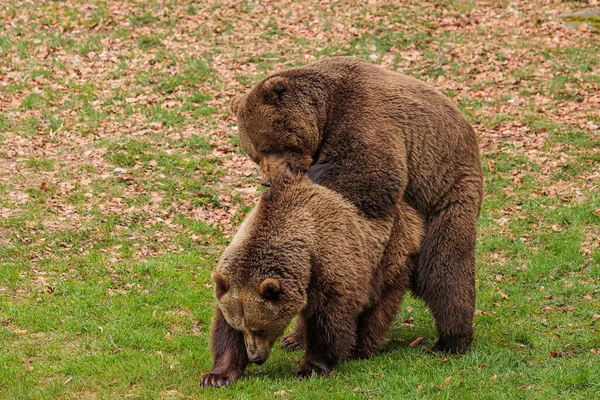 Brown Bear Ursus Arctos Two Individuals — Stock Photo, Image