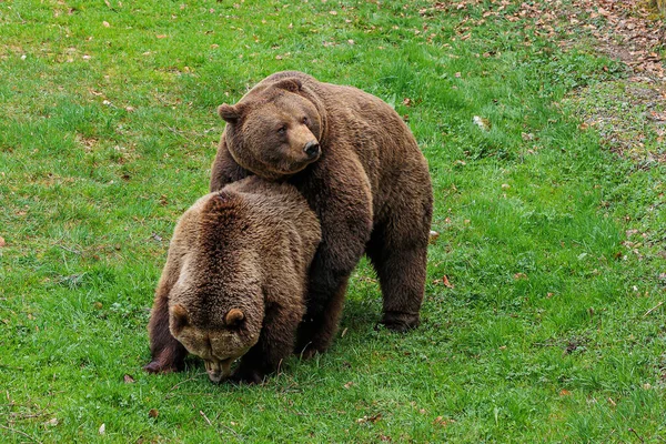 Brown Bear Ursus Arctos Each Other — Stock Photo, Image