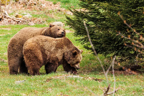 Brown Bear Ursus Arctos Couple Goes Woods — Stock Photo, Image