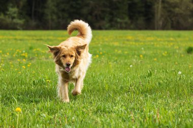 Çayırlarda koşan altın Hovie