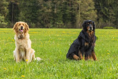 Altın rengi Hovie ve amblem yan yana oturuyor.
