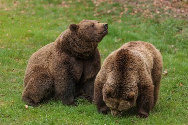 kahverengi ayı (Ursus arctos) ve çimlerin üzerinde bir dişi