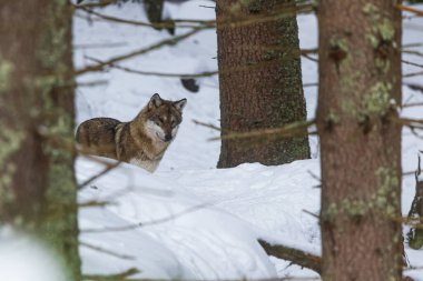 Erkek Avrasya kurdu (Canis lupus) kış ormanında