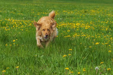 Çiçek açan çayırdaki altın Hovie