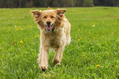 Altın rengi Hovie. Çok tatlı.