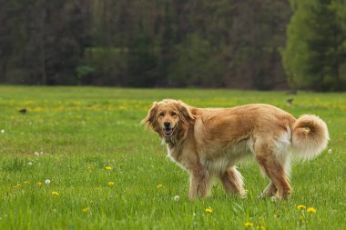 Altın rengi Hovie doğada