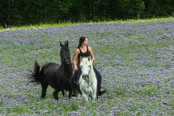 Красивая Женщина Белом Коне Черным Фризом Поле Фиолетовых Цветов — стоковое фото