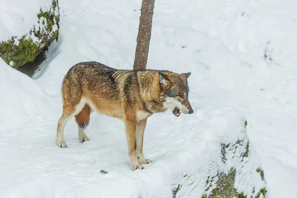 Мужчина Евразийский Волк Волчанка Собачья Снегу — стоковое фото