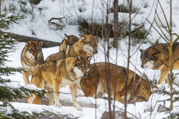 Samiec Wilk Eurazjatycki Canis Lupus Opakowanie Lesie Zimowym — Zdjęcie stockowe