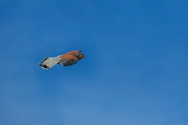 Αμερικανικό Kestrel Falco Sparverius Ενάντια Στον Γαλάζιο Ουρανό — Φωτογραφία Αρχείου