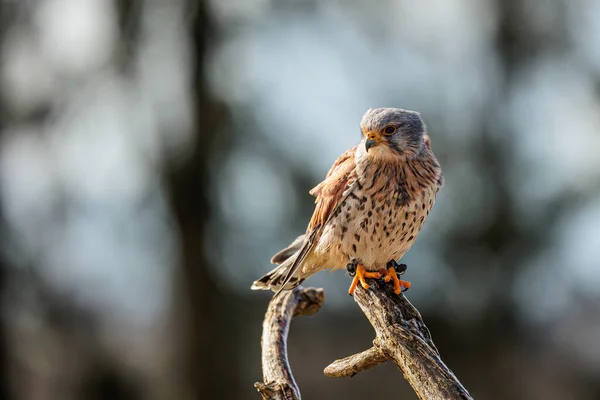 American Kestrel Falco Sparverius Sitting Branch — Stock Photo, Image