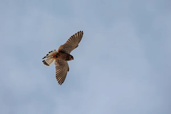 Amerikan Kerkenezi Falco Sparverius Yükseklerde — Stok fotoğraf