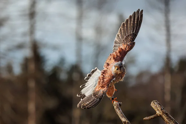 Der Amerikanische Turmfalke Falco Sparverius Stand Plötzlich Auf — Stockfoto