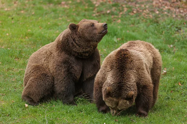 Brown Bear Ursus Arctos Female Grass — Stock Photo, Image