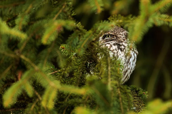 Little Owl Athene Noctua Hidden Spruce Towers — Stock Photo, Image