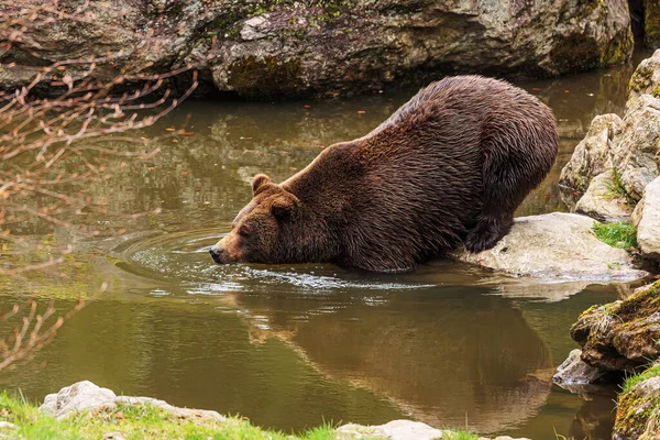 stock image brown bear (Ursus arctos) enters the water