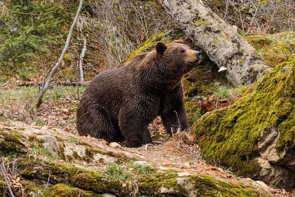 Brown Bear Ursus Arctos Sniffs Wind — Stock Photo, Image