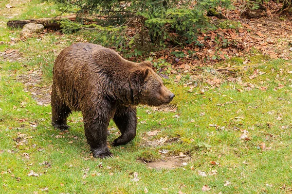 Brown Bear Ursus Arctos Crawled Out Water Wet — Stock Photo, Image