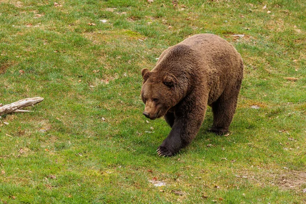 Brown Bear Ursus Arctos Walking Grass — Stock Photo, Image