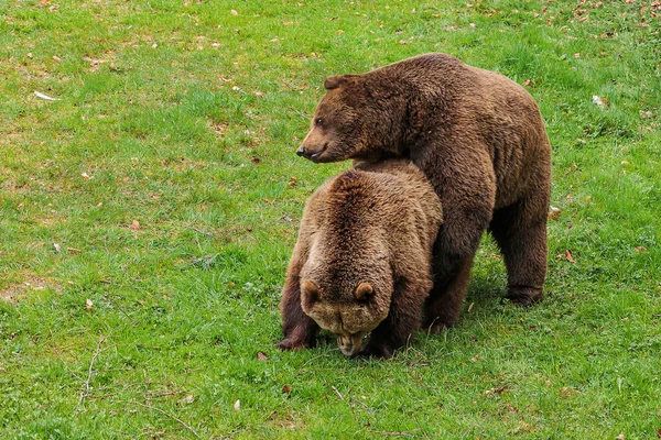 Μεγάλη Καφέ Αρκούδα Ursus Arctos Αρσενικό Και Θηλυκό — Φωτογραφία Αρχείου