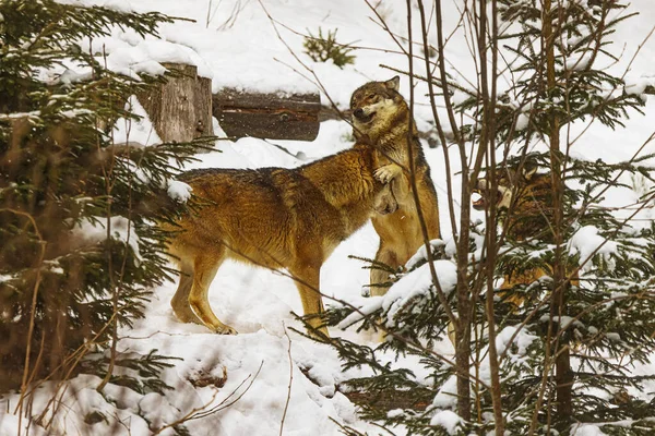 Pes Eurasian Wolf Canis Lupus Lupus Smečka Zimním Lese — Stock fotografie