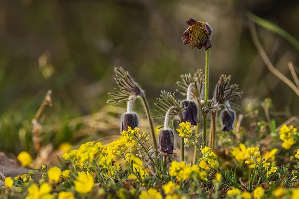 Pulsatilla Pratensis Anemone Pratensis Small Pasque Flower Setting Sun — Stock Photo, Image