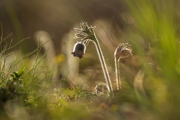 stock image Pulsatilla pratensis (Anemone pratensis) the small pasque flower in the setting sun