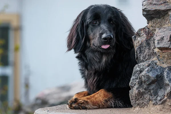 黒と金のHovie若い子犬 — ストック写真