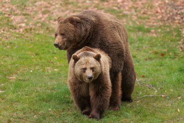 kahverengi ayı (Ursus arctos) çift birliktedir.