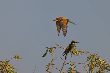 Avrupa arı yiyici (Merops apiaster), Meropidae familyasından bir arı yiyicidir..