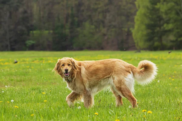 Weibchen Gold Hovie Hund Hovawart Herumlaufen — Stockfoto