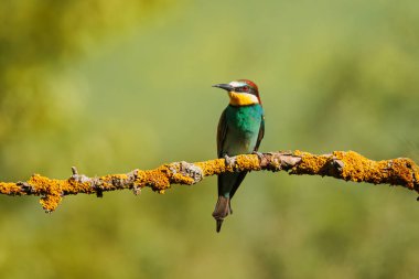 Avrupa arı yiyici (Merops apiaster), Meropidae familyasından bir arı yiyicidir..