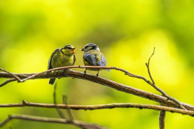 young Eurasian blue tit (Cyanistes caeruleus) feeding by parent