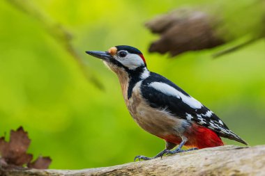 Great spotted woodpecker Dendrocopos major bouncing up and down an old tree