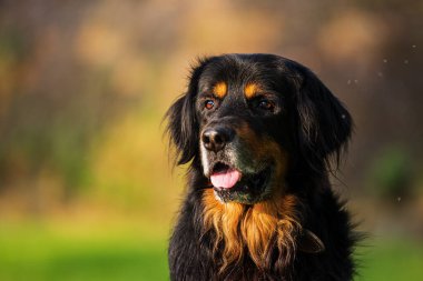 siyah ve altın Hovie batan güneşin aydınlattığı portre