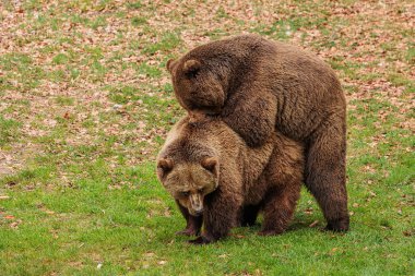 kahverengi ayı (Ursus arctos) çimlerin üzerinde