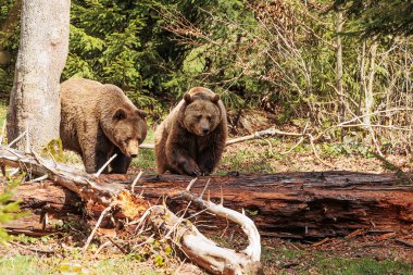 kahverengi ayı (Ursus arctos) ormandaki iki birey