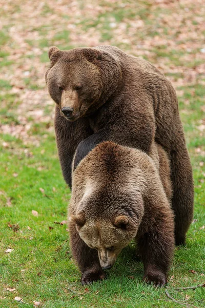 Niedźwiedź Brunatny Ursus Arctos Dwa Szczegółowo — Zdjęcie stockowe