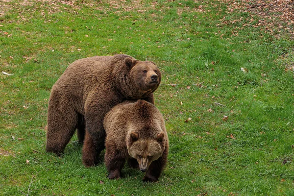 Urso Pardo Ursus Arctos Dois Indivíduos Floresta — Fotografia de Stock