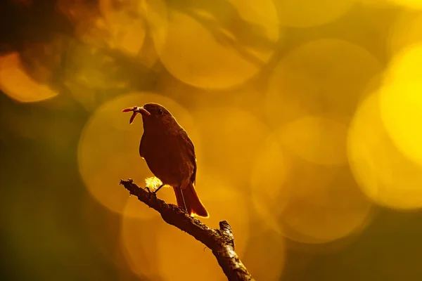 Женщина Черный Redstart Phoenicurus Ochruros Сильной Подсветке Заходящего Солнца — стоковое фото